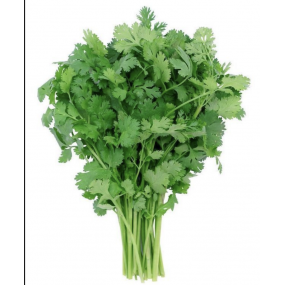 Coriandre