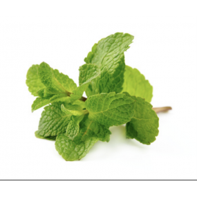 Menthe fraîche